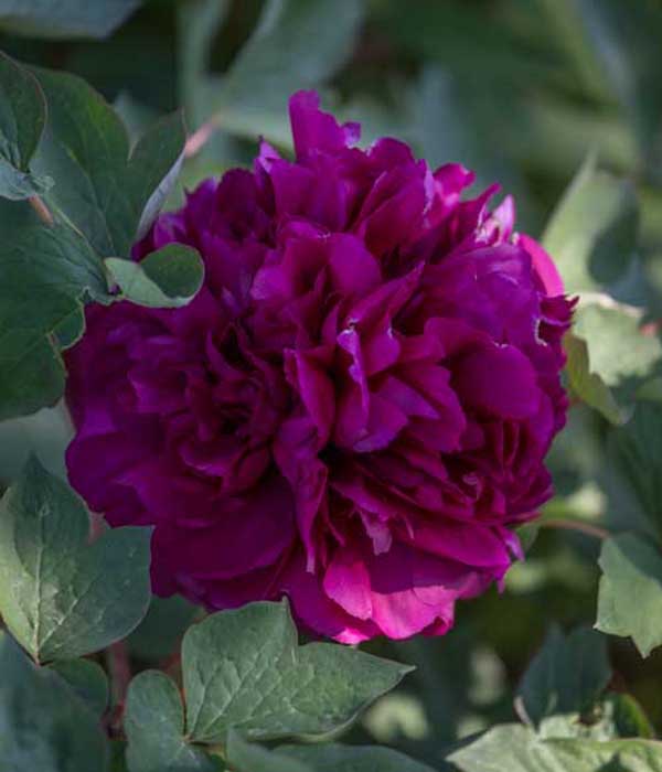 Tree peony - Purple rooted peony | Centro Botanico Moutan